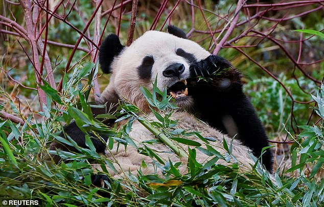 Yang Guang, einer der Riesenpandas im Zoo von Edinburgh, frisst Bambusstiele in seinem Gehege in Edinburgh