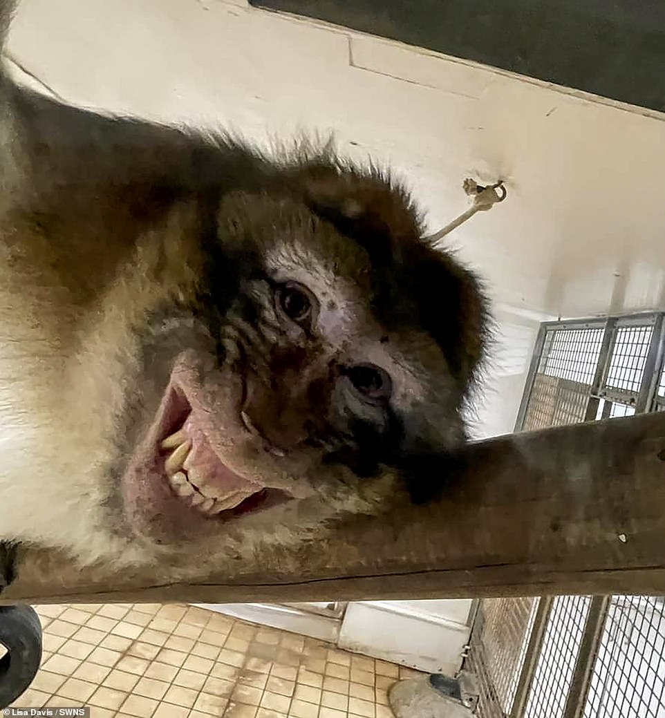 Freches Lächeln ist die Spezialität von Sagro, dem Berberaffen, der im Colchester Zoo lebt.  Seine Tierpflegerin Lisa Davis schoss dieses urkomische Bild von ihm, wie er in die Kamera grinst