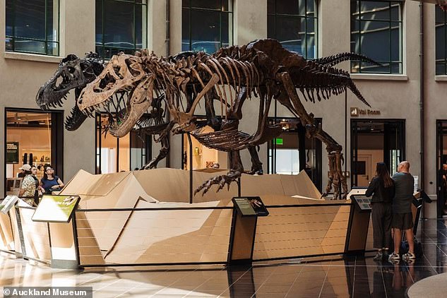 Die weltweit erste Paarung männlicher und weiblicher T-Rex-Skelette wird noch einige Tage im Auckland War Memorial Museum ausgestellt