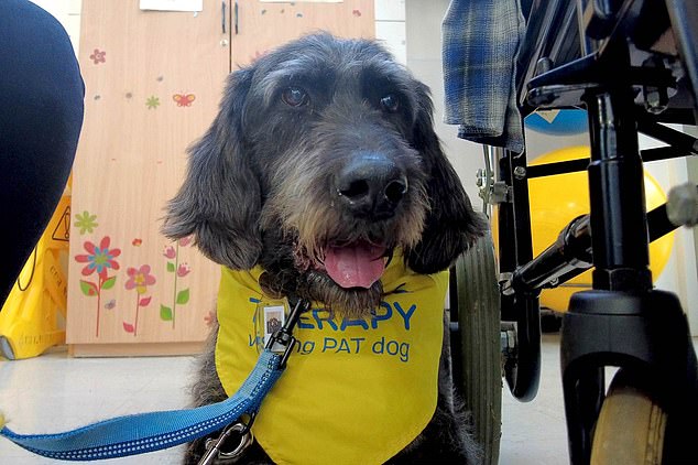 Poppy, der abgebildete Labradoodle, ist der erste Physiotherapiehund des NHS für Kinder, der im Addenbrook University Hospital in Cambridgeshire arbeitet