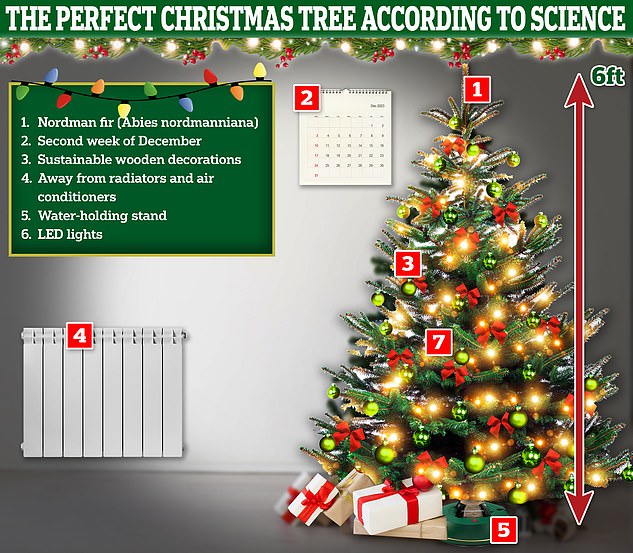 Experten haben ihre Tipps für den perfekten Weihnachtsbaum geteilt – und sich zur Debatte „echt vs. falsch“ geäußert