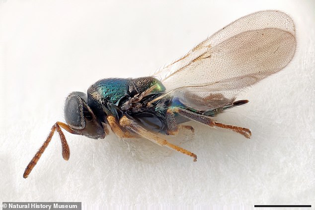 Diese „grausame“ Wespe namens Dalek nationi war eine der 815 neuen Arten, die das Naturhistorische Museum dieses Jahr entdeckte