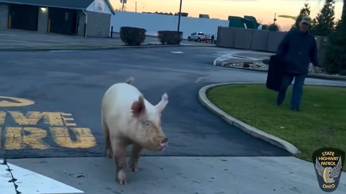 Nahaufnahme eines Schweins beim Durchfahren