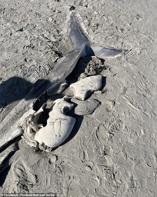 Der Kadaver des Weißen Hais wurde im Oktober gefunden, angeschwemmt am Bridgewater Beach in Victoria, Australien.  Es war zerrissen, aber die Leber schien der einzige Teil zu sein, der gegessen wurde