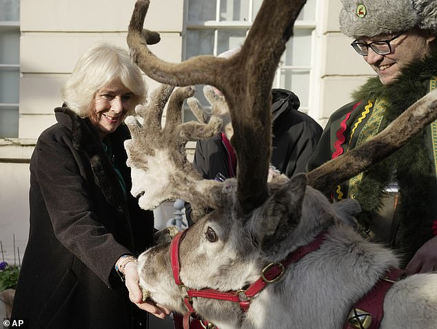 Camilla, pictured feeding a reindeer, wrapped up warm in a brown coat for today's event