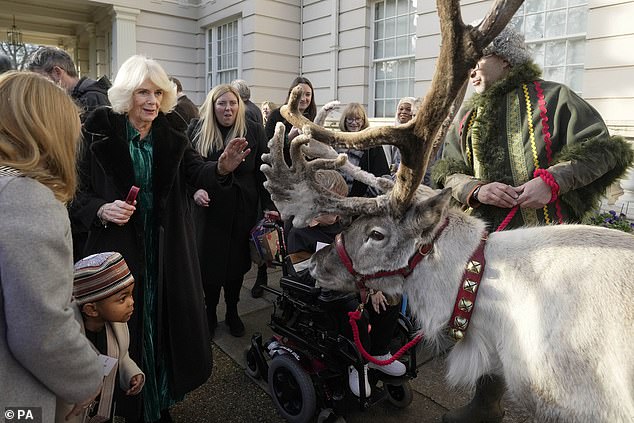 Queen Camilla looks at a reindeer after she decorated the Christmas tree at Clarence House