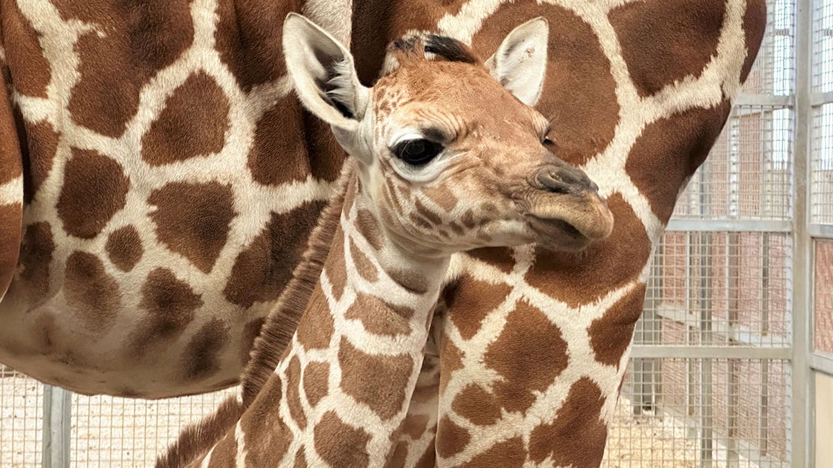 Giraffenbaby im Dallas Zoo