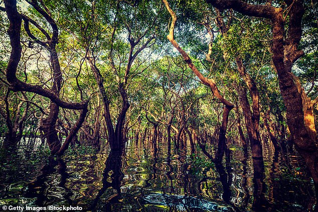 Mangroven, die in warmen Gebieten mit hohen Niederschlägen und wenigen Stürmen wachsen, können außergewöhnliche Höhen erreichen.  Forscher schätzen, dass die Bäume im Mangrovenwald der Barro Colorado Island 130 Fuß oder höher waren