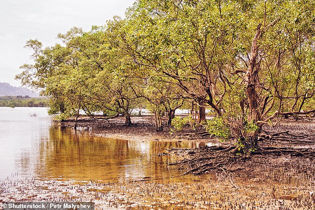 Die verbleibenden Verwandten der versteinerten Mangroven befinden sich in Südostasien.  Keiner verbleibt in Mittel- oder Südamerika