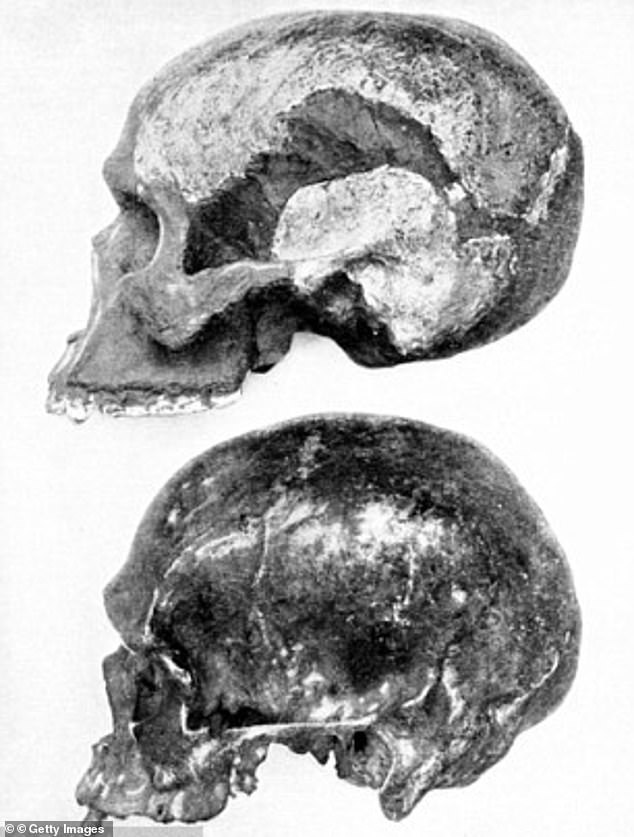 Scans der Knochen zeigen, dass bei allen Proben derselbe Zahnkitt verwendet wurde, um die menschlichen Knochen zu rekonstruieren und Orang-Utan-Überreste darauf aufzukleben