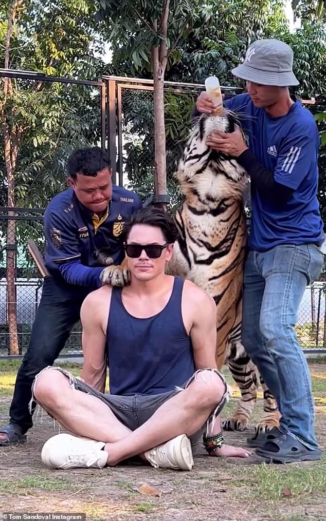 Dann veröffentlichte er ein Video, in dem die Mitarbeiter des Tierheims eine Flasche hochhielten, damit der Tiger beide Pfoten auf seine Schultern legen konnte