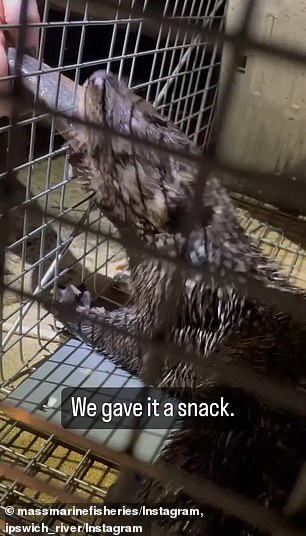Um sich zu beruhigen und sich von der Tortur zu erholen, erhielt der verzweifelte Otter zusätzlich einen Snack mit Hering