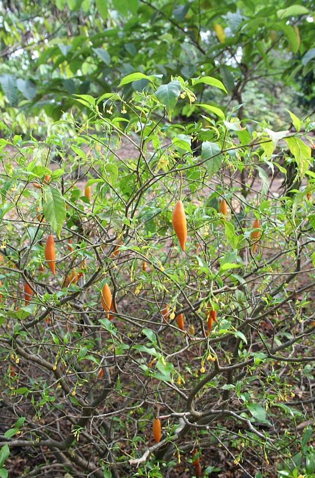 Oben abgebildet ist die Iboga-Pflanze, aus der Ibogain stammt.  Es kommt in den Wurzeln vor
