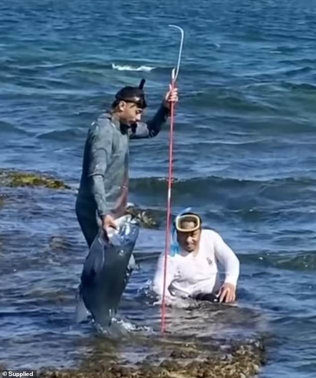 Der Fischer, der angeblich aus Neuseeland stammte, schritt ins Wasser und spießte den Blauen Seegreifer auf