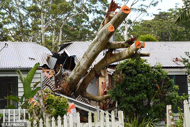 Einwohner von Queensland räumen auf, nachdem Stürme und Winde die durch den Zyklon Jasper entwurzelten Bäume beschädigt haben (Bild)