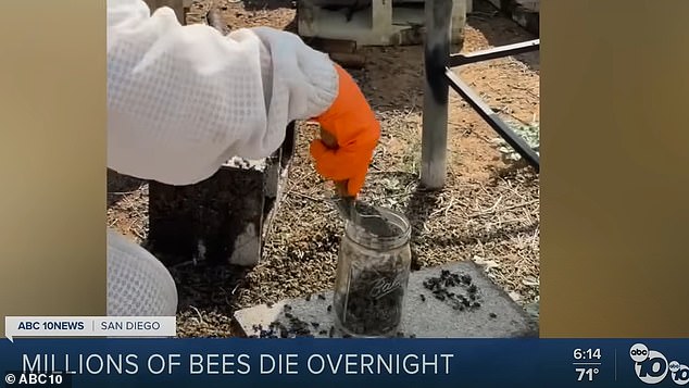 Das Team verbrachte den Tag damit, tote Bienen vom Boden zu schaufeln und die Überlebenden mit Nektar zu versorgen, um sie davon abzuhalten, kontaminierte Pflanzen zu fressen