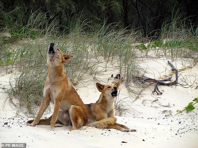 Die Entscheidung, den Dingo einzuschläfern, wurde von einigen Australiern kritisiert, die argumentierten, es liege in der Verantwortung der Besucher, sich von Dingos fernzuhalten (im Bild Dingos auf K'gari).