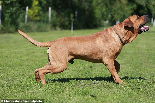 Forscher der University of Washington untersuchten 238 verschiedene Rassen und stellten fest, dass größere Hunde, wie der japanische Kriegerhund Tosa Inu, anfälliger für Krebs, Magen-Darm-Probleme und Infektionen sind