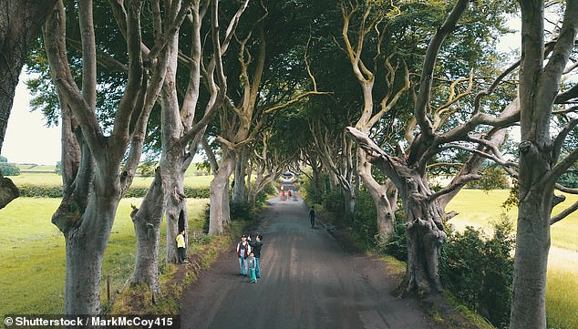 Nordirland hatte im Jahr 2024 die günstigsten Ferienhäuser für die Sommerferienzeit im gesamten Vereinigten Königreich. Im Bild: Familien genießen die Dark Hedges in Ballymoney, Nordirland