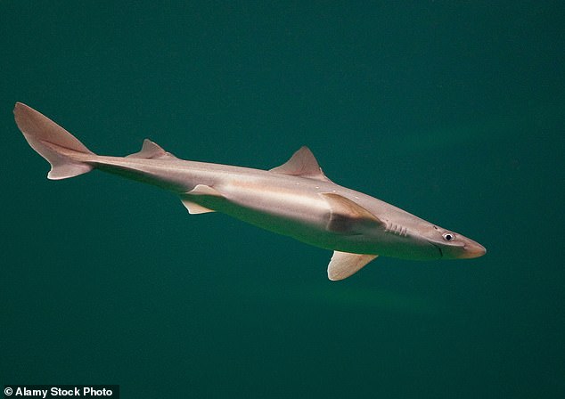 Haie wie dieser Dornhai aus dem Nordatlantik sind Knorpelfische, das heißt, in einem Stück Hai findet man keine Knochen.  Experten sagen außerdem, dass ihr Fleisch fest, schuppig und ölig sei.