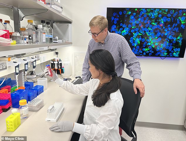 Das Team von Dr. Peterson arbeitet an einer Form der Zellersatztherapie, bei der erkrankte insulinproduzierende Zellen durch gesunde ersetzt werden