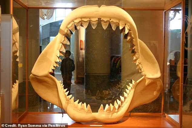 Da in den Fossilienbeständen so wenig überliefert ist, müssen Paläontologen nur mit solchen Zähnen und oft unvollständigen Wirbelsätzen arbeiten
