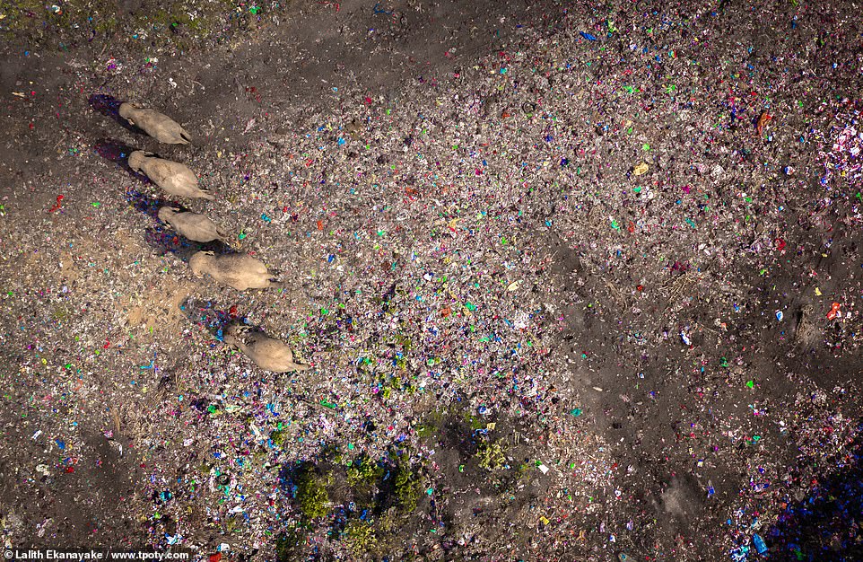 A heart-wrenching image of Asian elephants walking across a rubbish dump. The picture was highly commended in the 'nature, wildlife and conservation portfolio' category and taken by Sri Lankan photographer Lalith Ekanayake in his home country. He said: 'The sight is both tragic and emblematic of the Anthropocene, an era where human influence shapes the geological narrative'