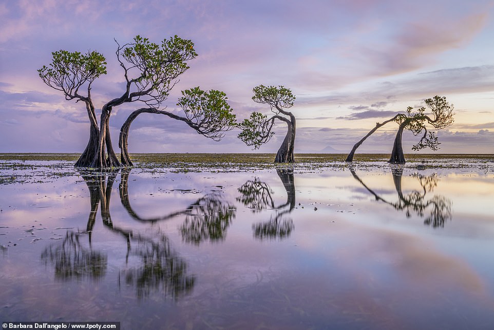 In the 'best single image in a wildlife and conservation portfolio' category, Italian photographer Barbara Dall'angelo earned a special mention for this entrancing shot of 'dancing trees' on the Indonesian island of Sumba. Barbara described the trees as 'unique'