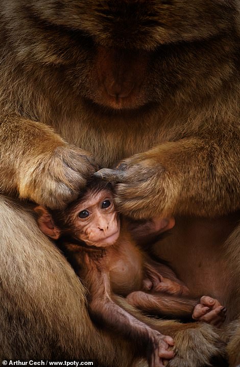 This image by Arthur Cech, from France, shows that he has photography skills far beyond his years - he's just 15. The image of a monkey grooming session was taken in Ifrane National Park in Morocco and helped Arthur become joint runner-up in the 15-18 category