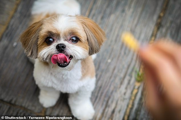 Es gibt mehrere wichtige Anzeichen dafür, dass Ihr Hund möglicherweise an einer Zahnerkrankung leidet.  Dazu gehören Mundgeruch, Schwierigkeiten beim Essen, Gewichtsverlust sowie wackelige oder abgebrochene Zähne (Archivbild)