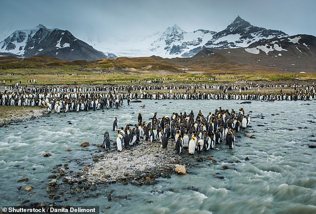 Die St. Andrews Bay in der Antarktis gehörte zu den besten Stränden der Welt.  Es versteht sich von selbst, dass es sich nicht um einen Badestrand für Besucher handelt, sondern eher um einen der besten Strände, um Wildtiere zu beobachten