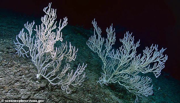 Im Gegensatz zu flachen Meereskorallen, die sich zum Teil über die Photosynthese von Algen ernähren und durch den Klimawandel geschädigt werden können, ernähren sich D. pertusum-Korallen filtertechnisch von schwimmenden biologischen Partikeln, einschließlich abgestorbener Zellen.  Wie ein blasser Höhlenfisch ist diese Kaltwasserkoralle von einem unheimlichen Spektralweiß