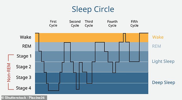 Beim Menschen wird der Schlaf im Allgemeinen in „nicht schnelle Augenbewegungen“ oder NREM-Schlaf und schnelle Augenbewegungen oder REM-Schlaf unterteilt.  Eine typische Nachtruhe schwankt zwischen den Phasen hin und her