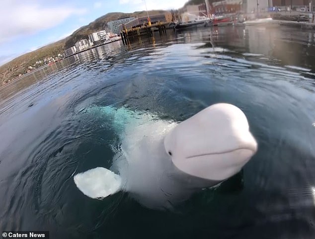Hvaldimir wurde 2019 vor der Küste Norwegens gesichtet. Der Wal folgte den Booten dicht auf den Fersen