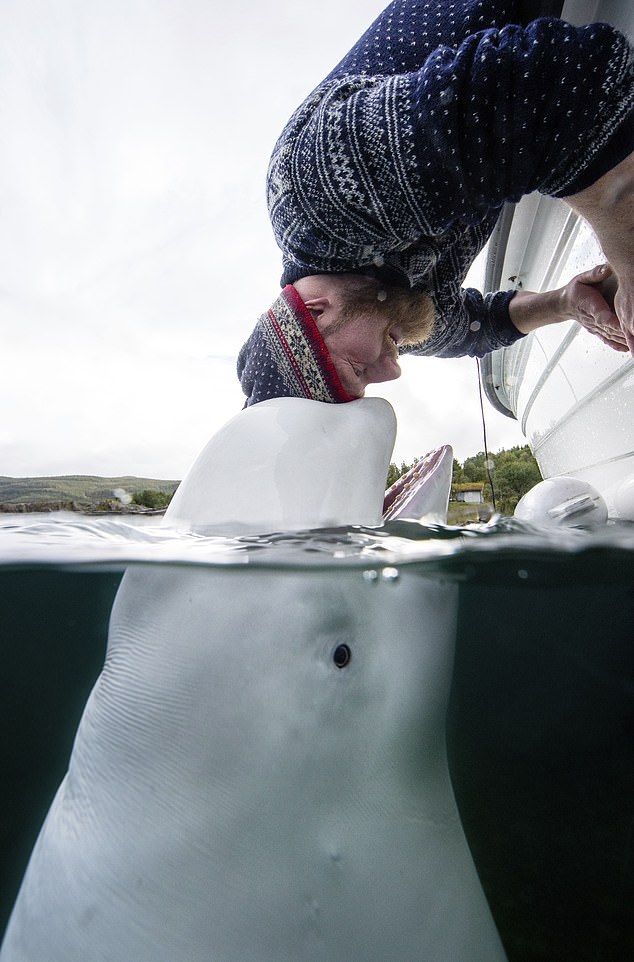 Meeresbiologen gingen davon aus, dass Hvaldimir auf seinen Reisen keinem anderen Belugawal begegnete