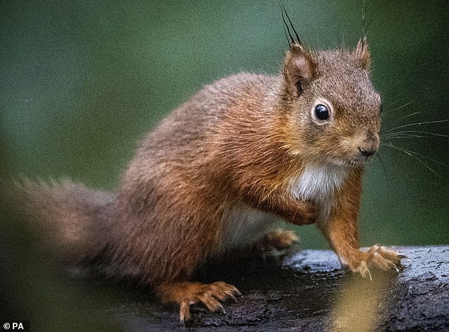 Im Bild ein rotes Eichhörnchen.  Die Art ist im Vereinigten Königreich beheimatet und gesetzlich vollständig geschützt.  Wildtiergruppen überwachen die Eichhörnchenpopulationen sorgfältig und führen eine gezielte Bekämpfung von Grauhörnchen in Gebieten durch, in denen Eichhörnchen vom Aussterben bedroht sind