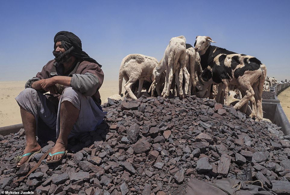 There are several towns near the mines that are home to several thousand residents who rely on the railway as their 'only means of transport'. Pictured: A shepherd and his goats on a pile of iron ore on the train