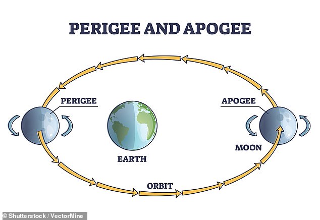 Vergessen Sie nicht, dass die 29,5-Tage-Umlaufbahn des Mondes um die Erde verlängert (nicht perfekt kreisförmig) ist. Daher gibt es einen Punkt, an dem der Mond näher an der Erde ist als sonst („Perigäum“).