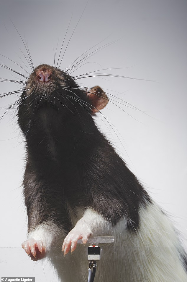 „Irgendwann hörten die Ratten auf, den Zucker zu nehmen“, sagte der Künstler und erklärte, dass die Tiere erkannten, dass sie das gleiche Dopamin erhielten, indem sie einfach den Knopf drückten