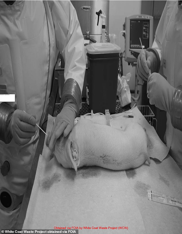 Ferkelexperimente sollten in zwei Teilen durchgeführt werden: Zunächst wurden die Schweine über die Nase mit REBOV infiziert – wie auf den Fotos oben zu sehen ist