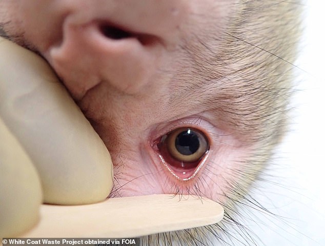 In einer Studie sollten bis zu drei Arten nichtmenschlicher Primaten als potenzielle Tiermodelle für Covid-19 untersucht werden.  Für jede Art würde eine Gruppe von acht Tieren mit einer hohen Dosis des Virus über Augen, Nase oder Mund geimpft