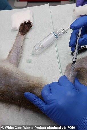 In von WCW erhaltenen Dokumenten schlugen Wissenschaftler Experimente an nichtmenschlichen Primaten vor, bei denen unter anderem Affen mit hämorrhagischem Krim-Kongo-Fieber und Covid-19 infiziert wurden