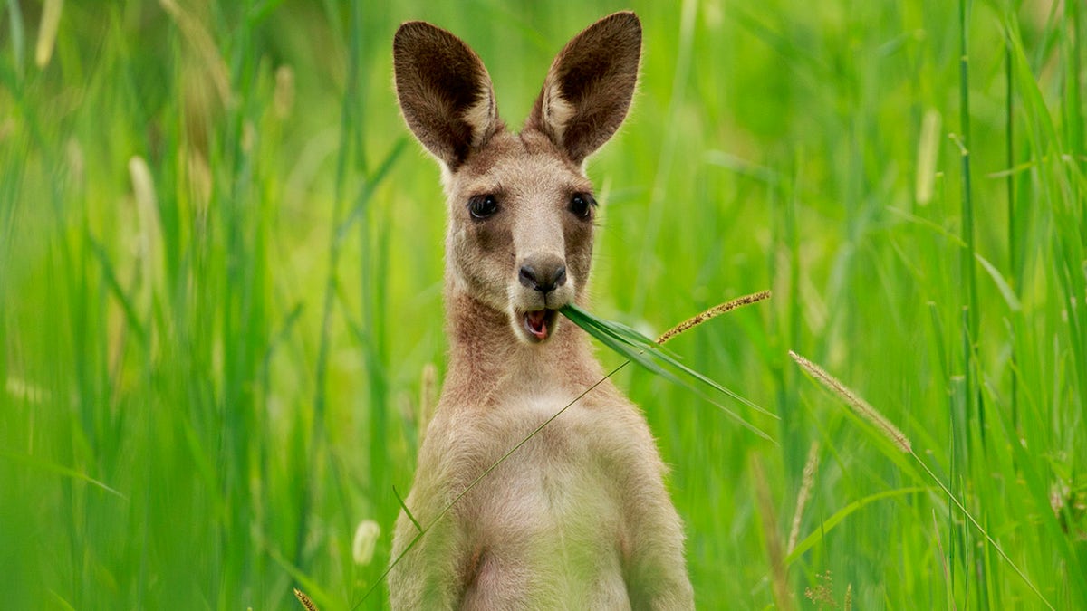 Östliches Graues Känguru frisst Gras