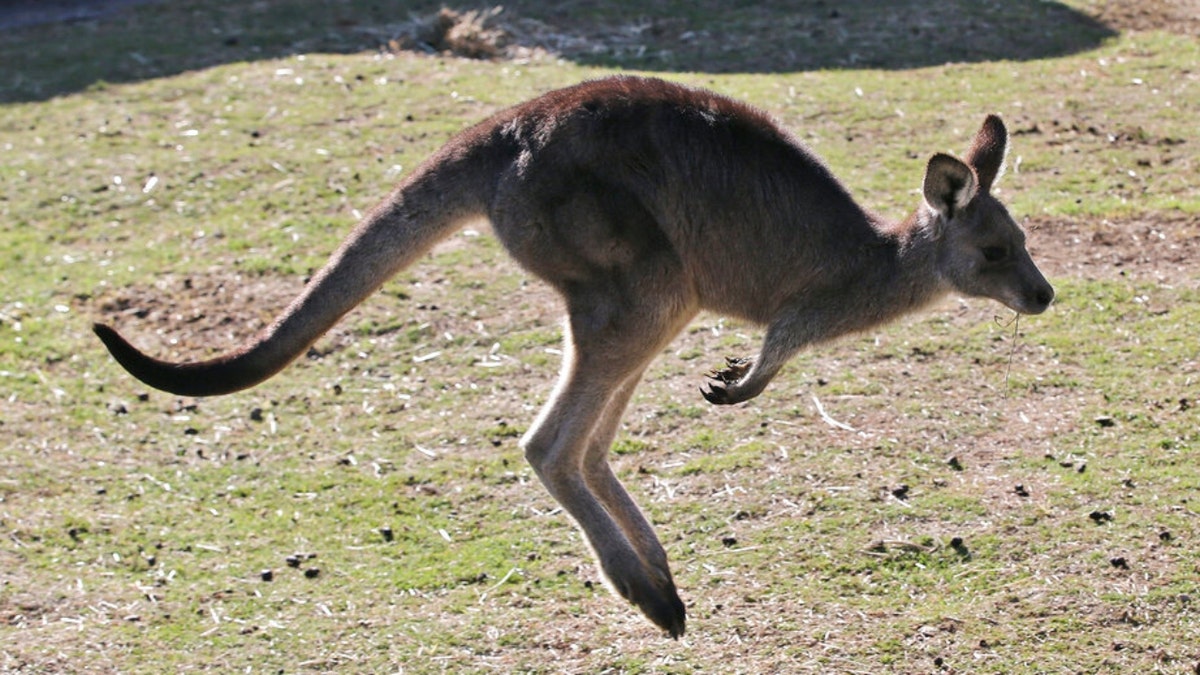 Ein graues Känguru hüpft