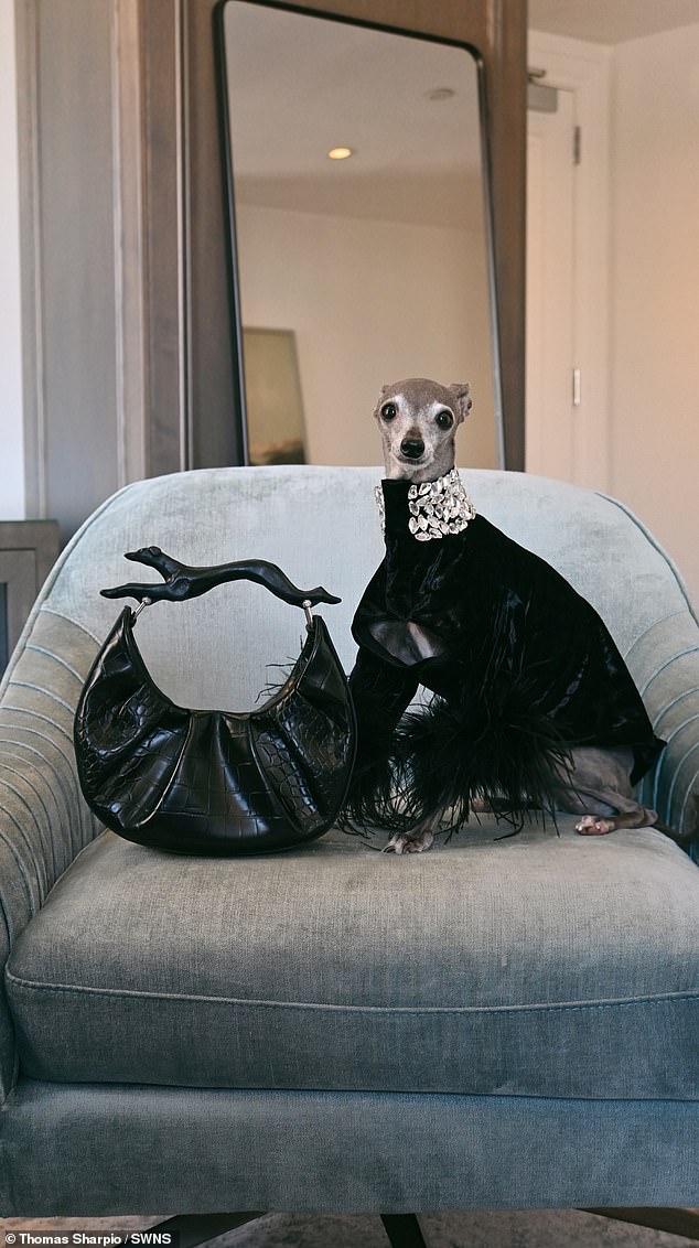 Dieser schicke Hund trägt oft maßgeschneiderte Couture – mit einem Kleiderschrank im Wert von 20.000 US-Dollar – und ist Stammgast bei Fashion Week-Events in Paris, New York und Mailand