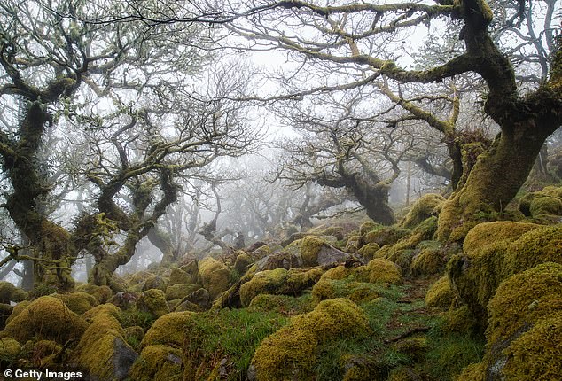 Temperate rainforests like this woodland in Dartmoor National Park are defined by persistent high humidity and cold conditions