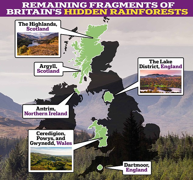 The UK is home to some of the world's rarest rainforests but only fragments remain scattered across the country from Devon in England to the Highlands of Scotland