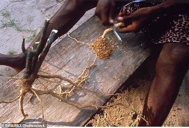 Ibogain, aus der Pflanze Iboga, wird seit Jahrhunderten in schamanistischen Ritualen verwendet.  Doch nun deuten Studien darauf hin, dass es auch bei Veteranen zur Linderung der posttraumatischen Belastungsstörung beitragen könnte