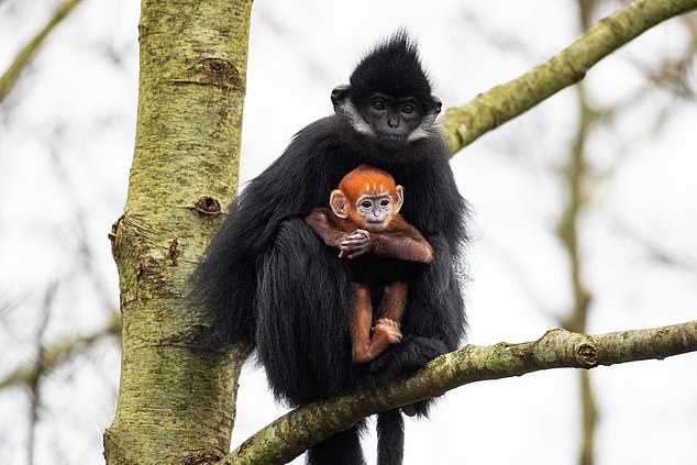 Ein François-Languren-Affe wurde am 22. November von Mutter Mei und Vater Shinobi geboren, gab der Park gestern bekannt