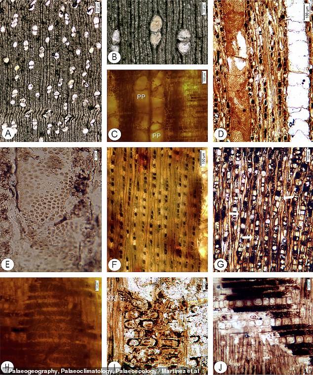 Wissenschaftler schnitten und polierten Abschnitte des versteinerten Holzes und fotografierten sie unter einem Mikroskop.  Sie konzentrierten sich auf spezifische Merkmale wie Wassergefäße (B, D, H und I), die eine Art von einer anderen unterscheiden können